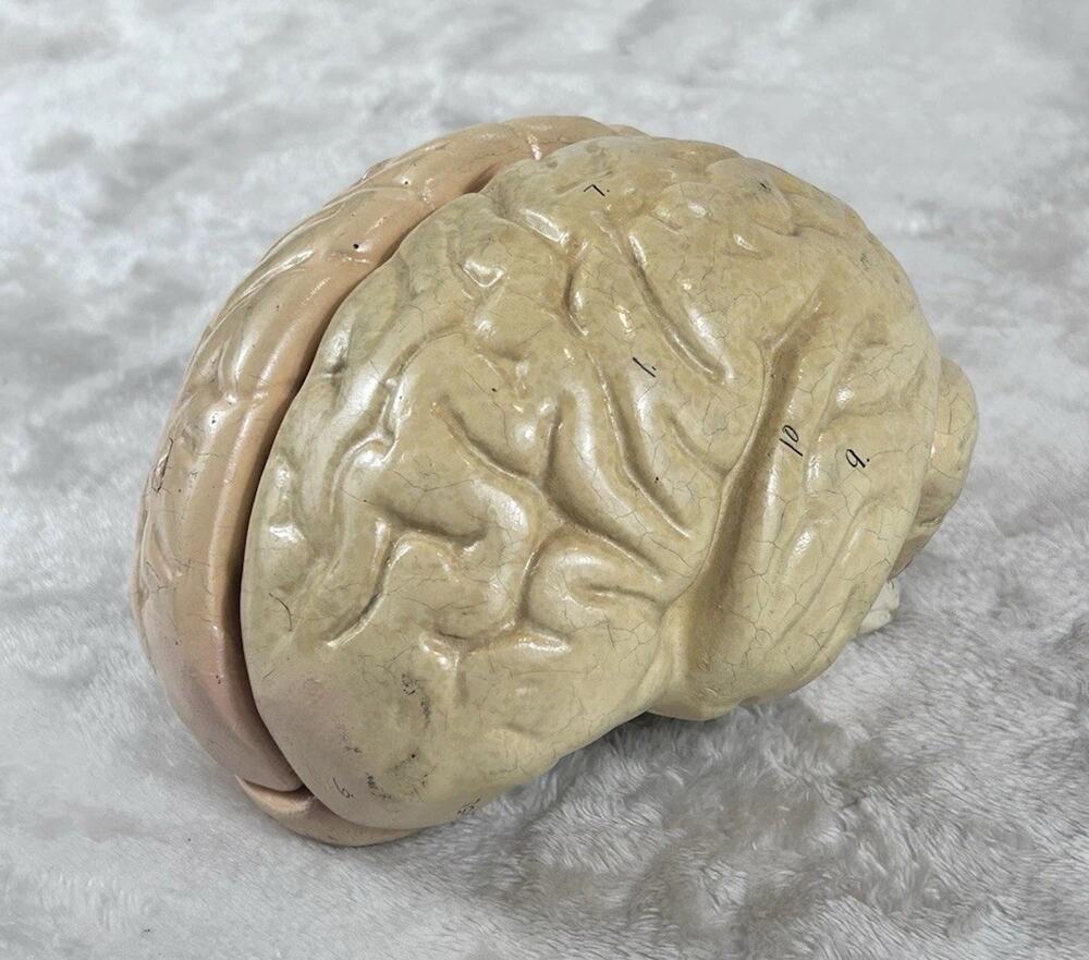 Vintage Clay Adams Human Brain Model Anatomical Teaching Model